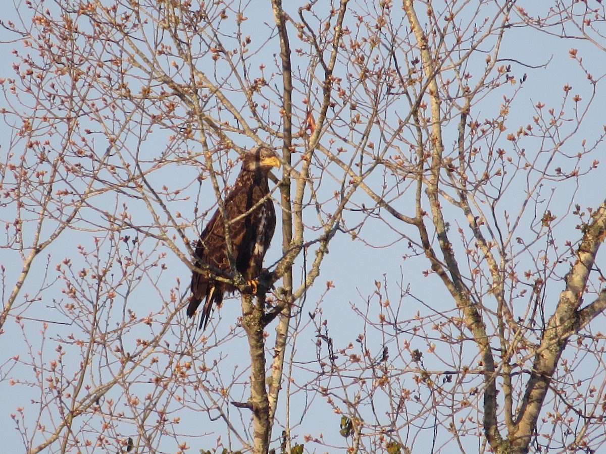 Bald Eagle - ML615591430