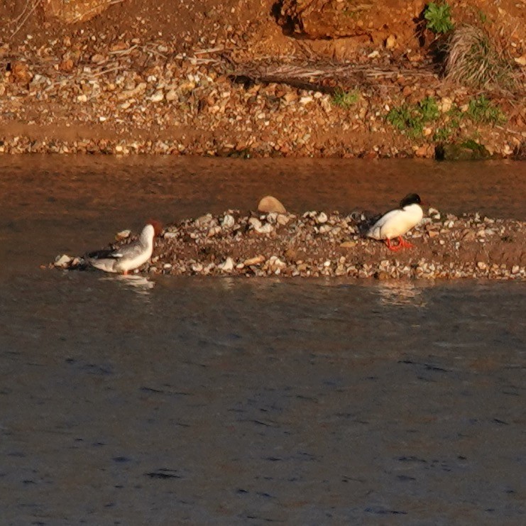 Common Merganser - ML615591442