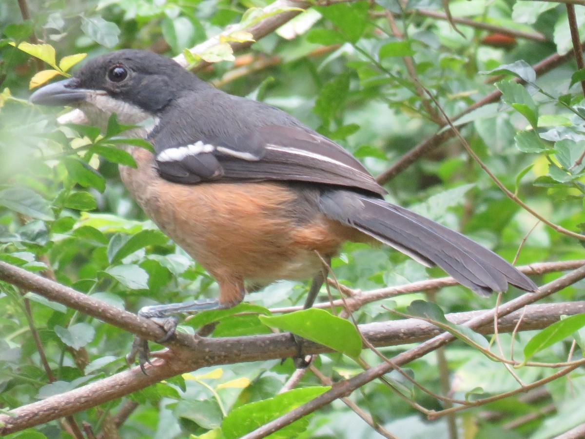 Southern Boubou - ML615591446