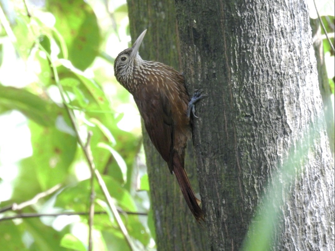 Zimmer's Woodcreeper - ML615591465