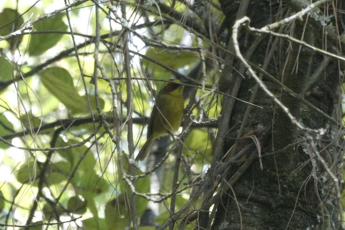 Golden-browed Warbler - ML615591467