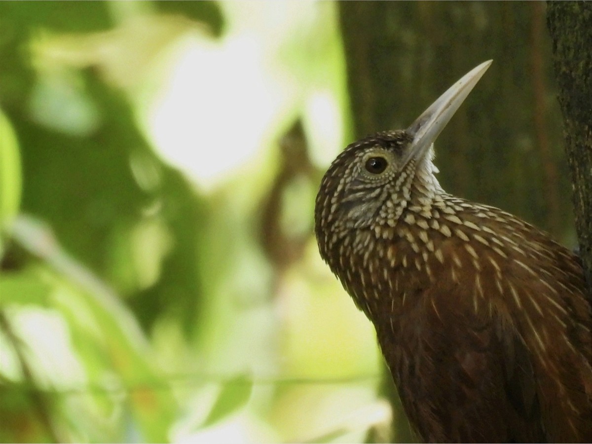 Zimmer's Woodcreeper - ML615591468