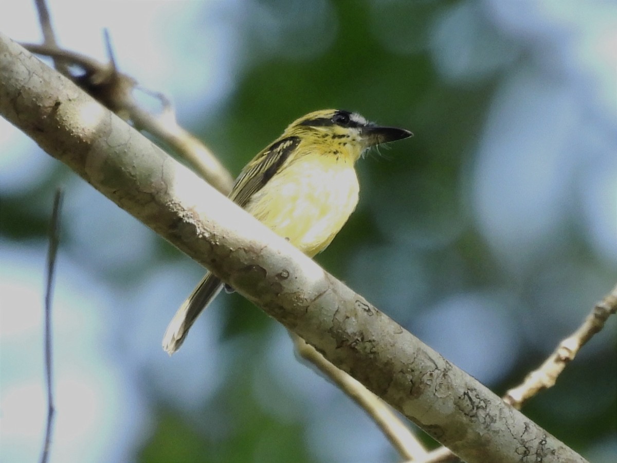 Yellow-browed Tody-Flycatcher - ML615591494