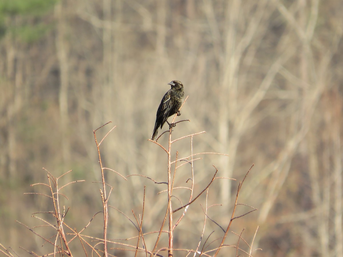 Red-winged Blackbird - ML615591499