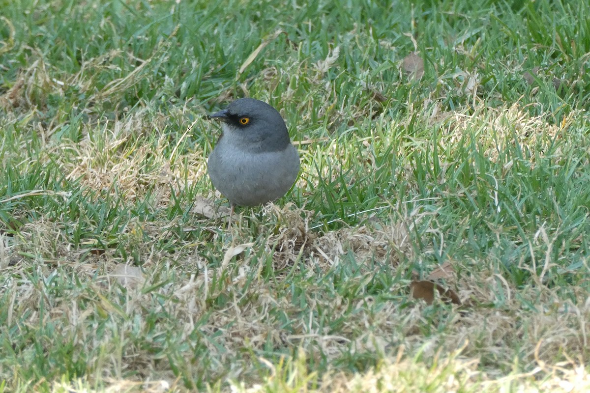 Yellow-eyed Junco - ML615591527