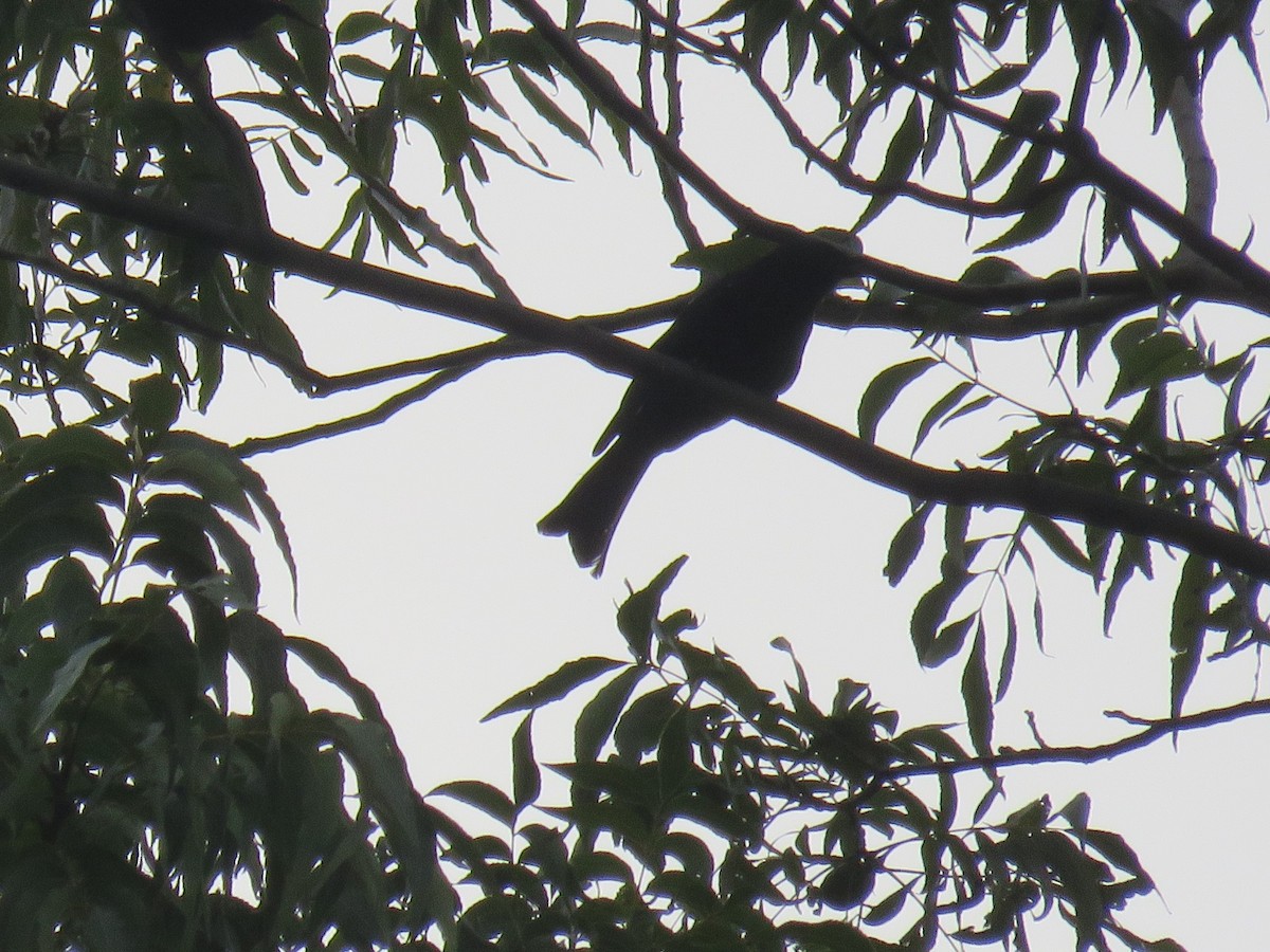 Drongo brillant (groupe adsimilis) - ML615591531