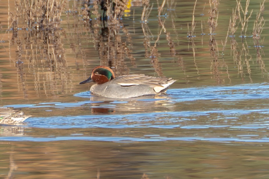 Green-winged Teal (Eurasian x American) - ML615591557