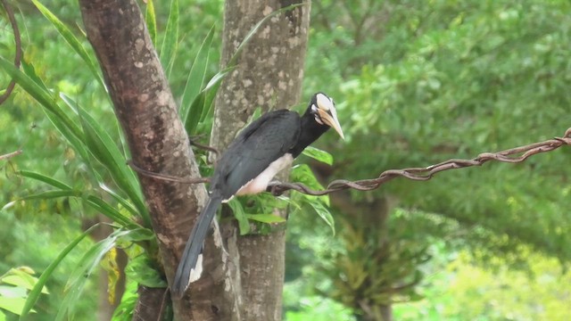 orienthornfugl - ML615591590