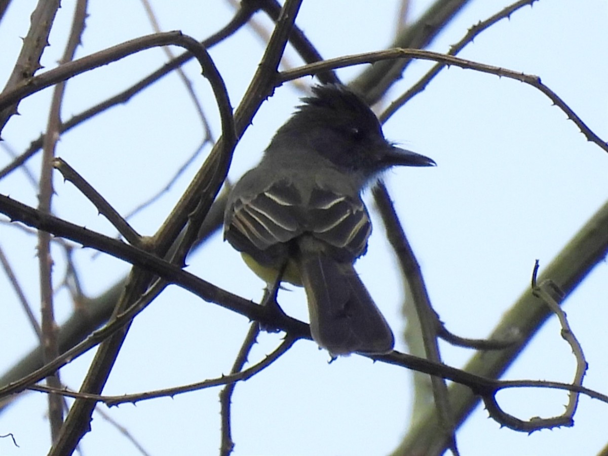 Dusky-capped Flycatcher - ML615591603