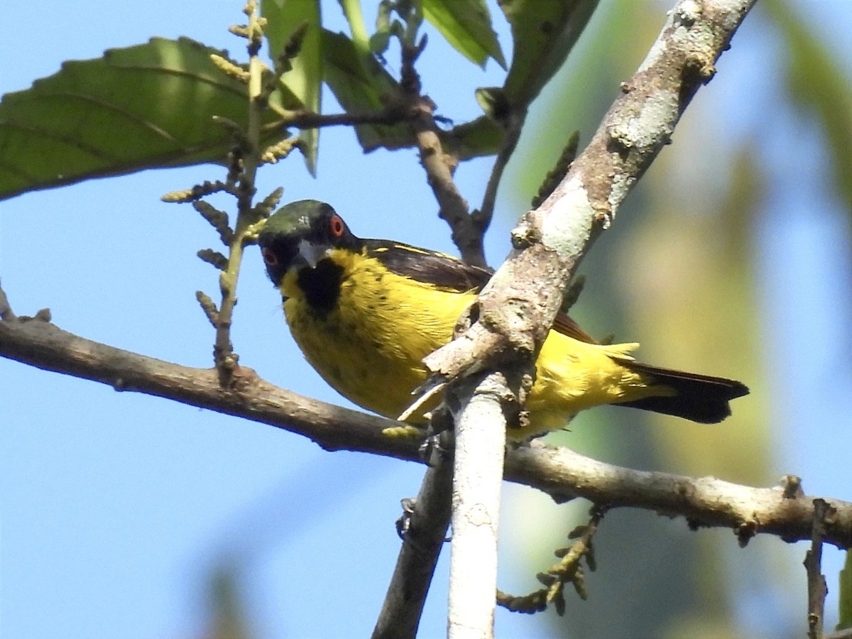 Dacnis à ventre jaune - ML615591610