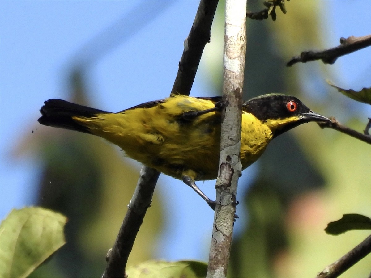 Dacnis à ventre jaune - ML615591625