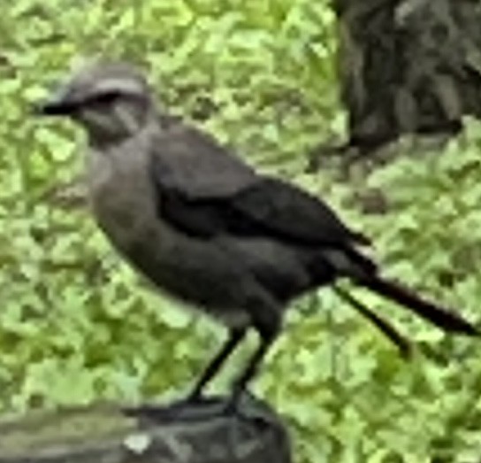 Carib Grackle - ML615591646