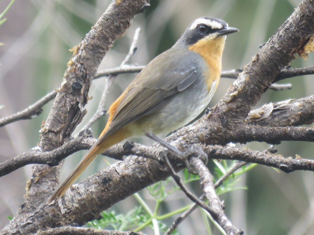 Cape Robin-Chat - ML615591653