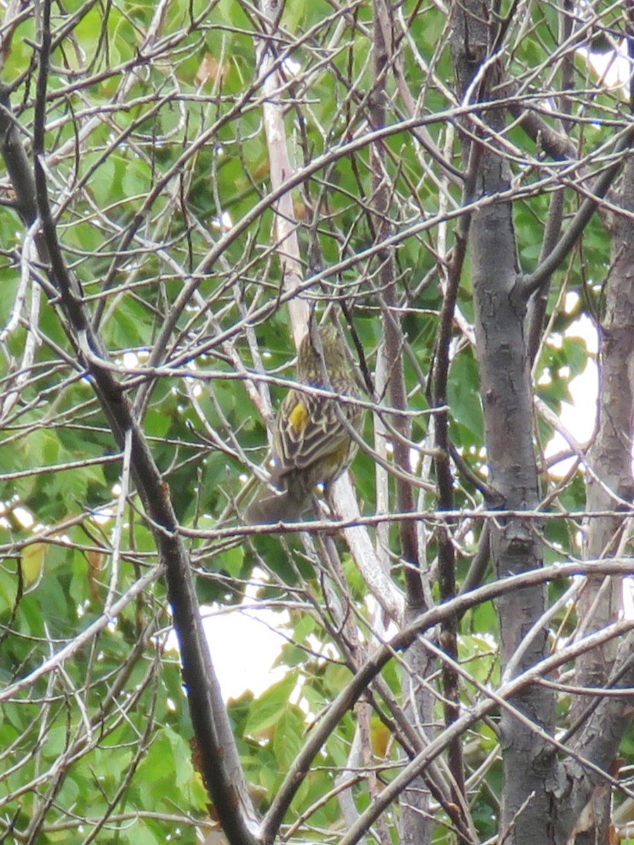 Yellow Bishop (Yellow) - Gareth Bain