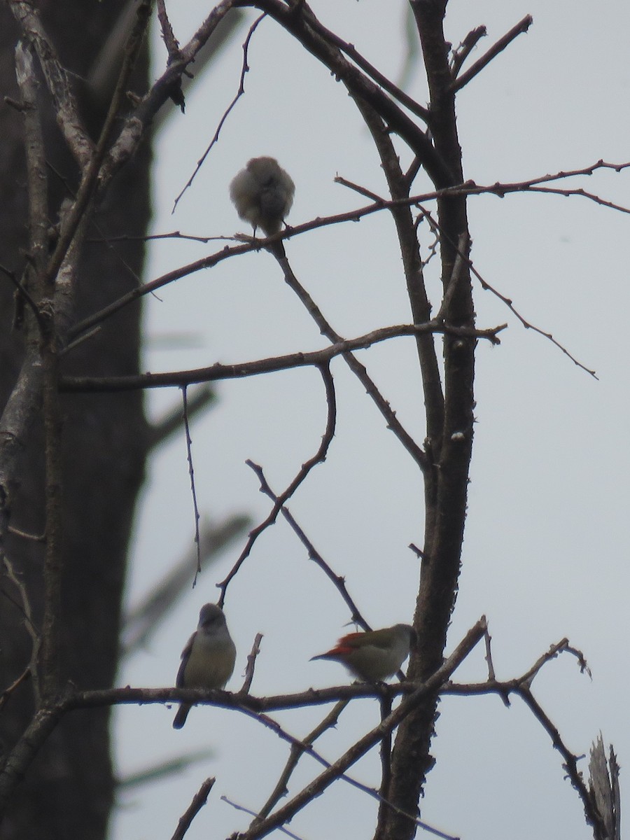 Swee Waxbill - ML615591723