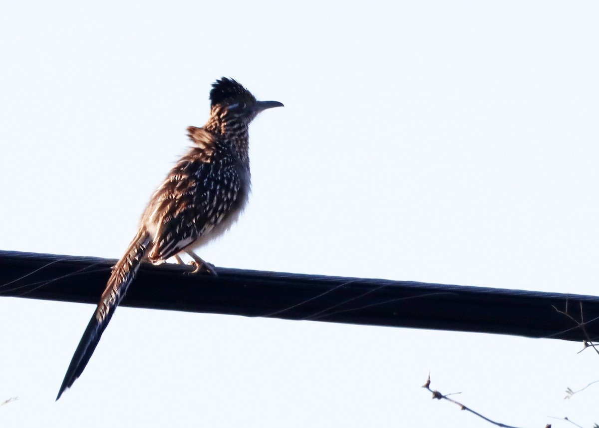 Greater Roadrunner - ML615591727