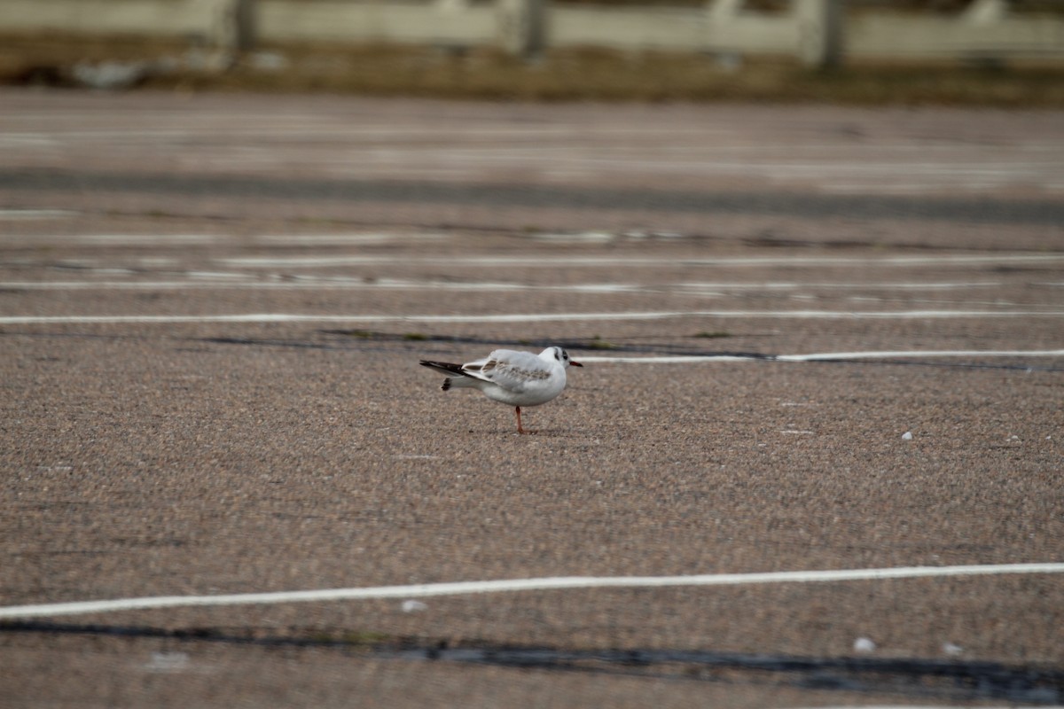 Mouette rieuse - ML615591764