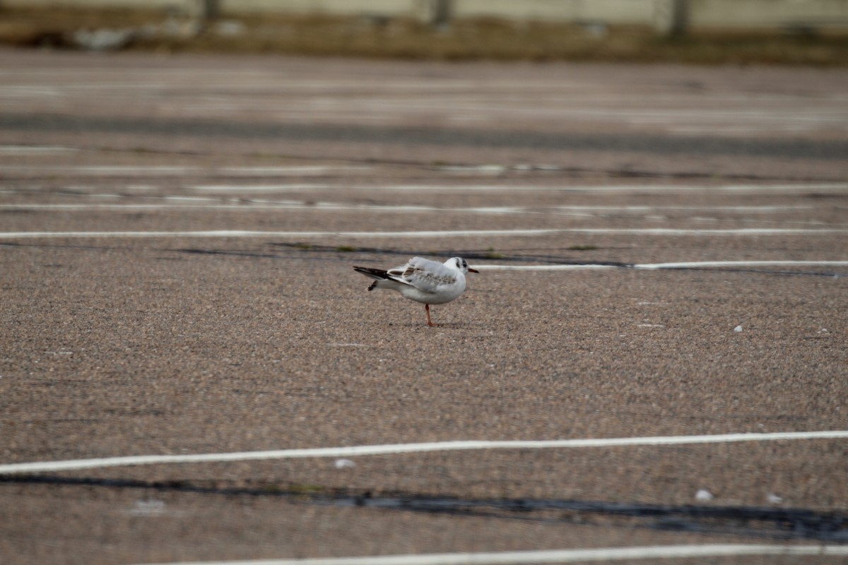 Mouette rieuse - ML615591765