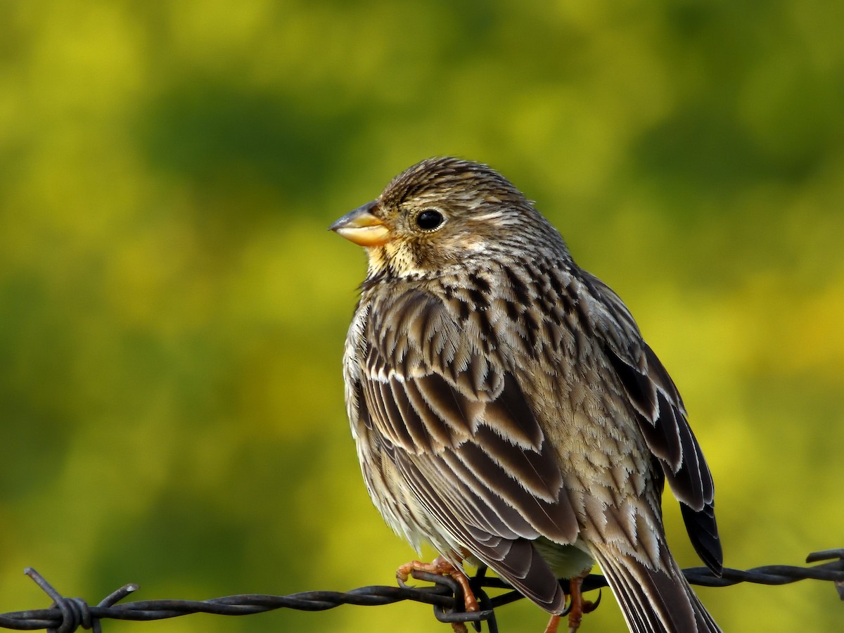 Corn Bunting - Alberto Pitarch Alonso