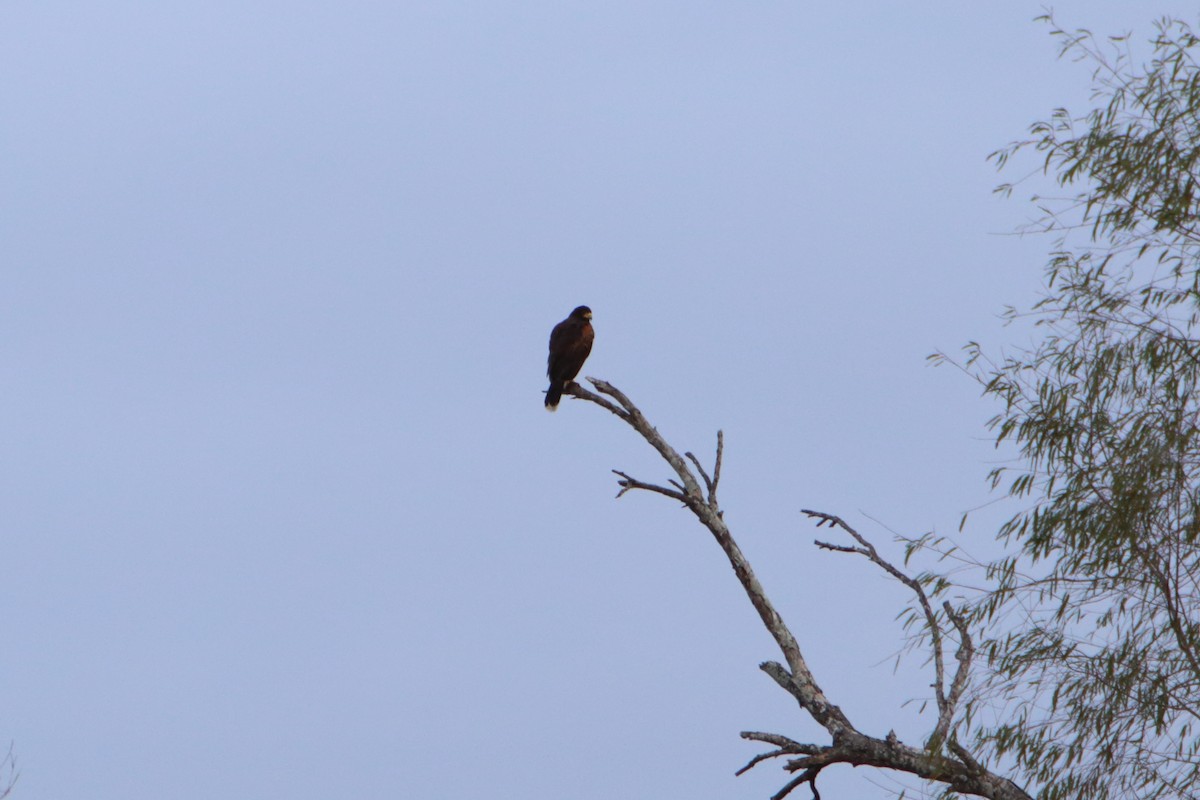 Harris's Hawk - ML615591801