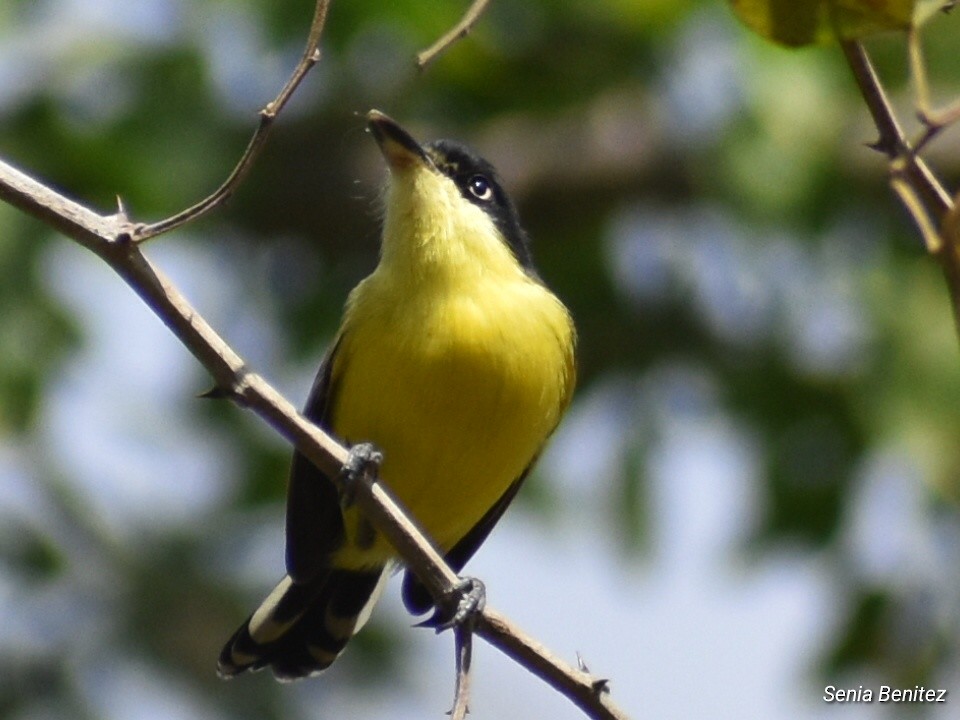 Common Tody-Flycatcher - ML615591812