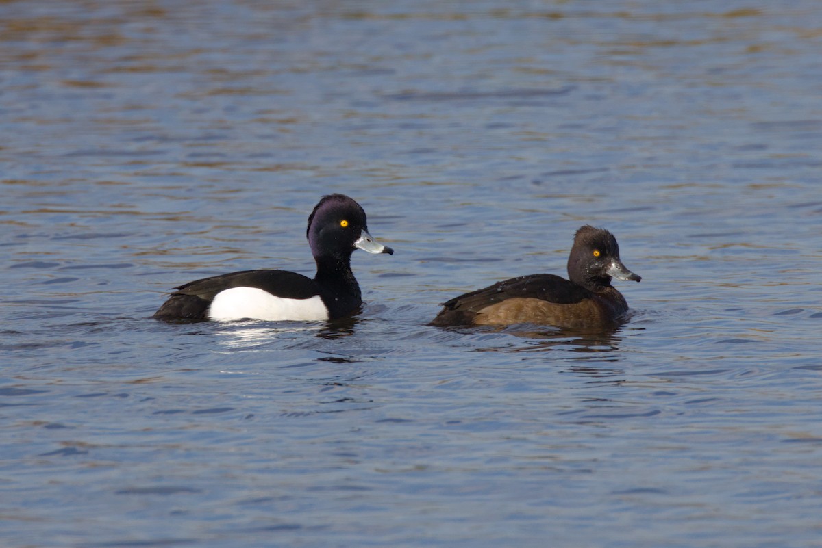 Tufted Duck - ML615591827