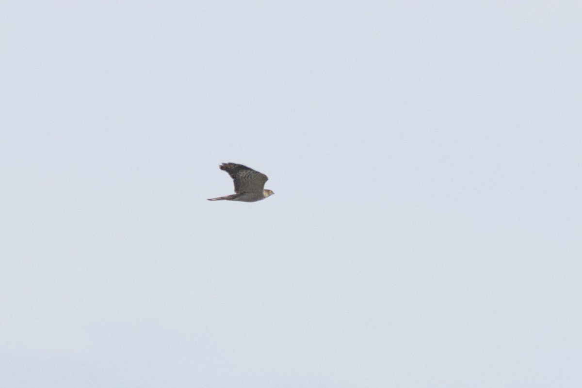 Eurasian Sparrowhawk - ML615591831