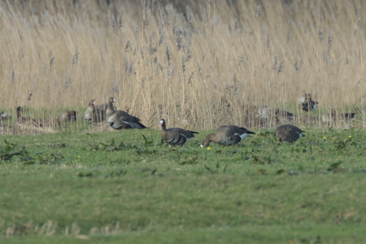 Greater White-fronted Goose (Eurasian) - ML615591843