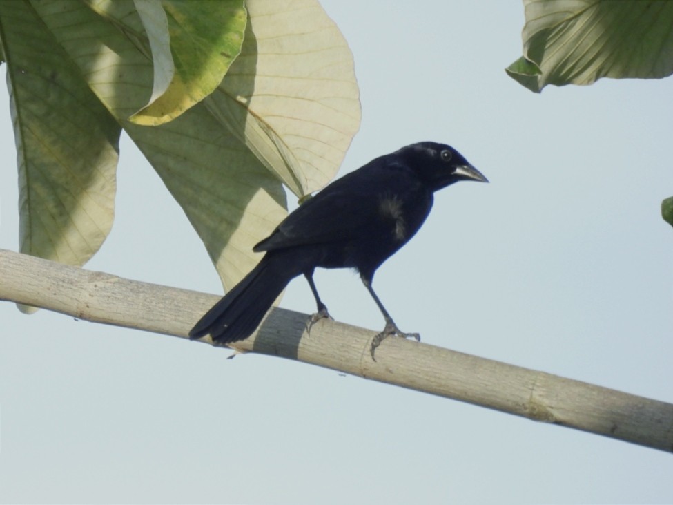 Velvet-fronted Grackle - ML615591876