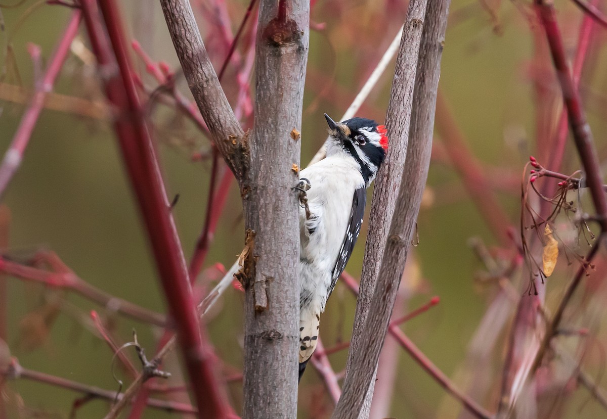 Downy Woodpecker - ML615591937