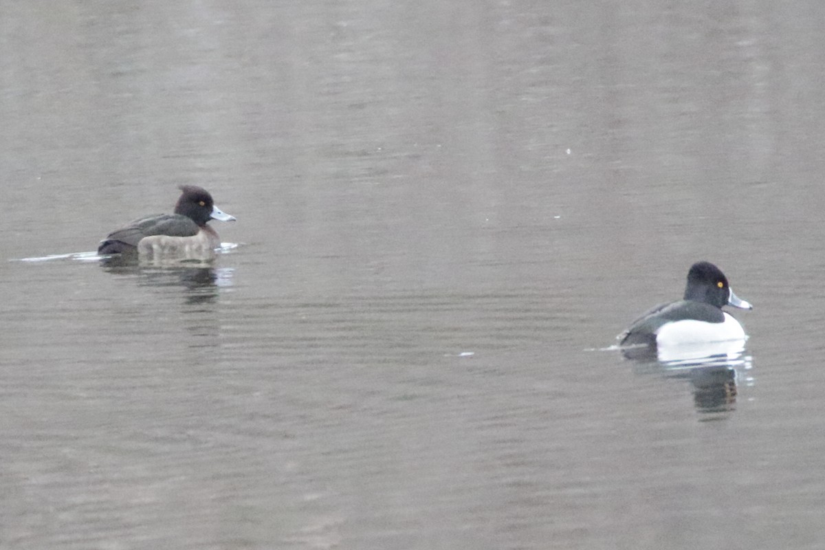 Tufted Duck - Christine Howe