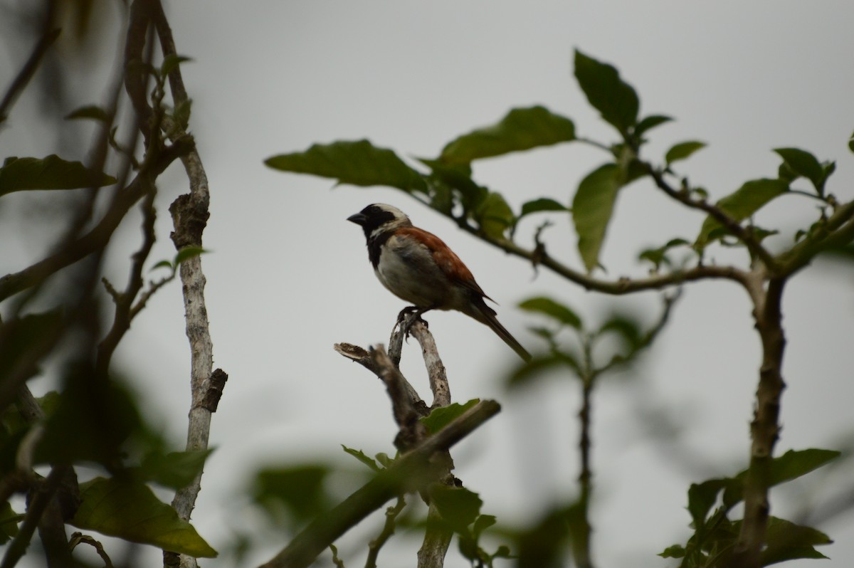 Cape Sparrow - Anonymous