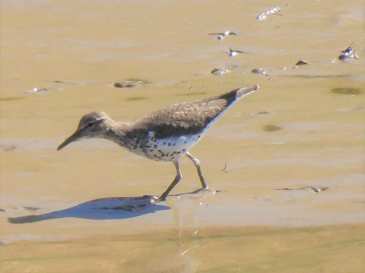 Spotted Sandpiper - ML615592034