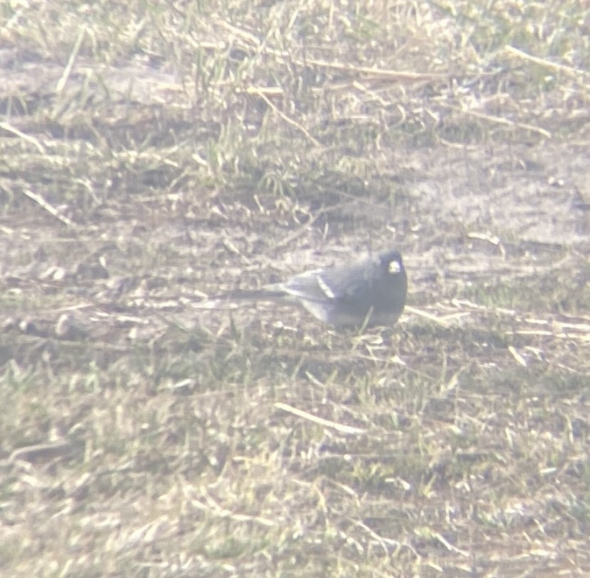 Dark-eyed Junco (White-winged) - ML615592036