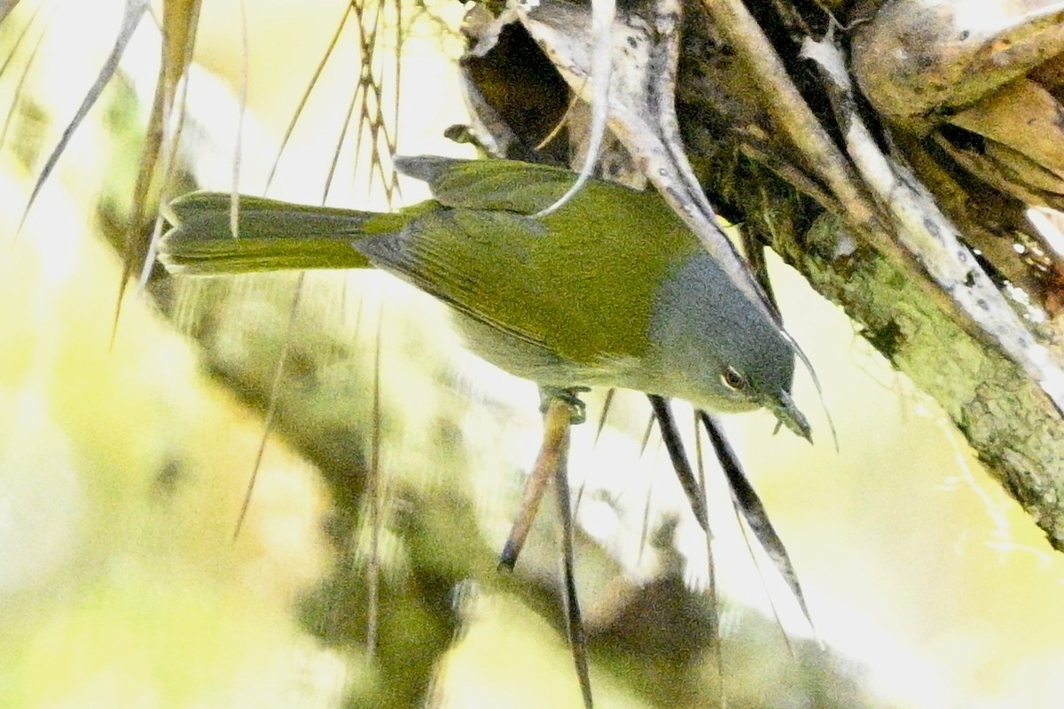 Green-tailed Warbler - ML615592039