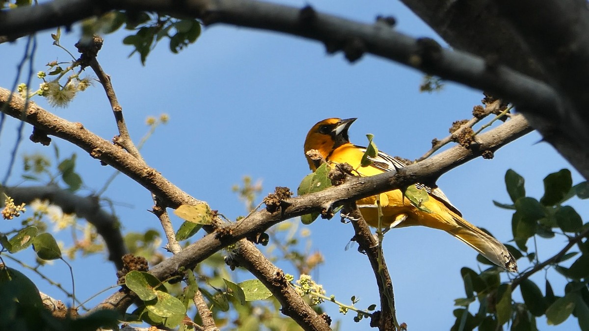 Streak-backed Oriole - ML615592040