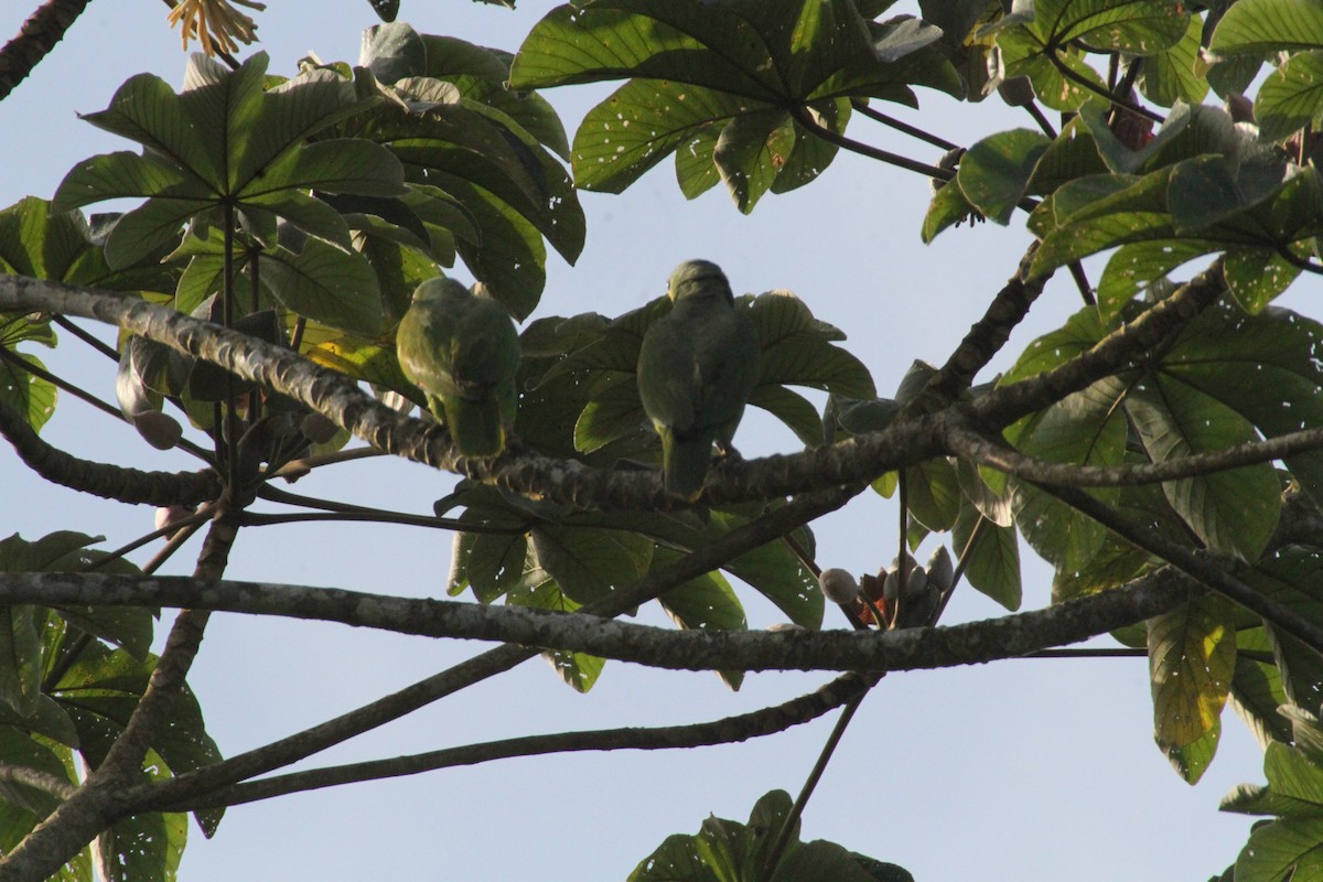 Red-lored Parrot - Allan Muise