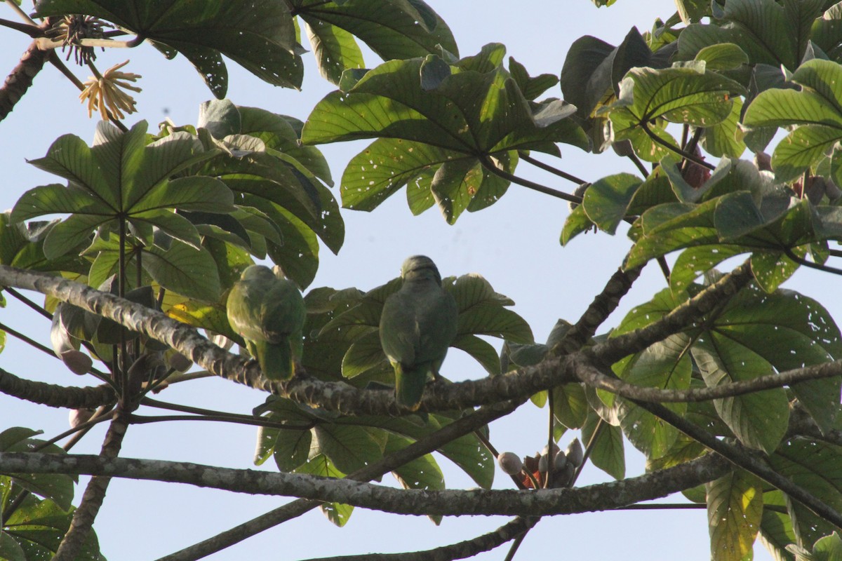Red-lored Parrot - Allan Muise