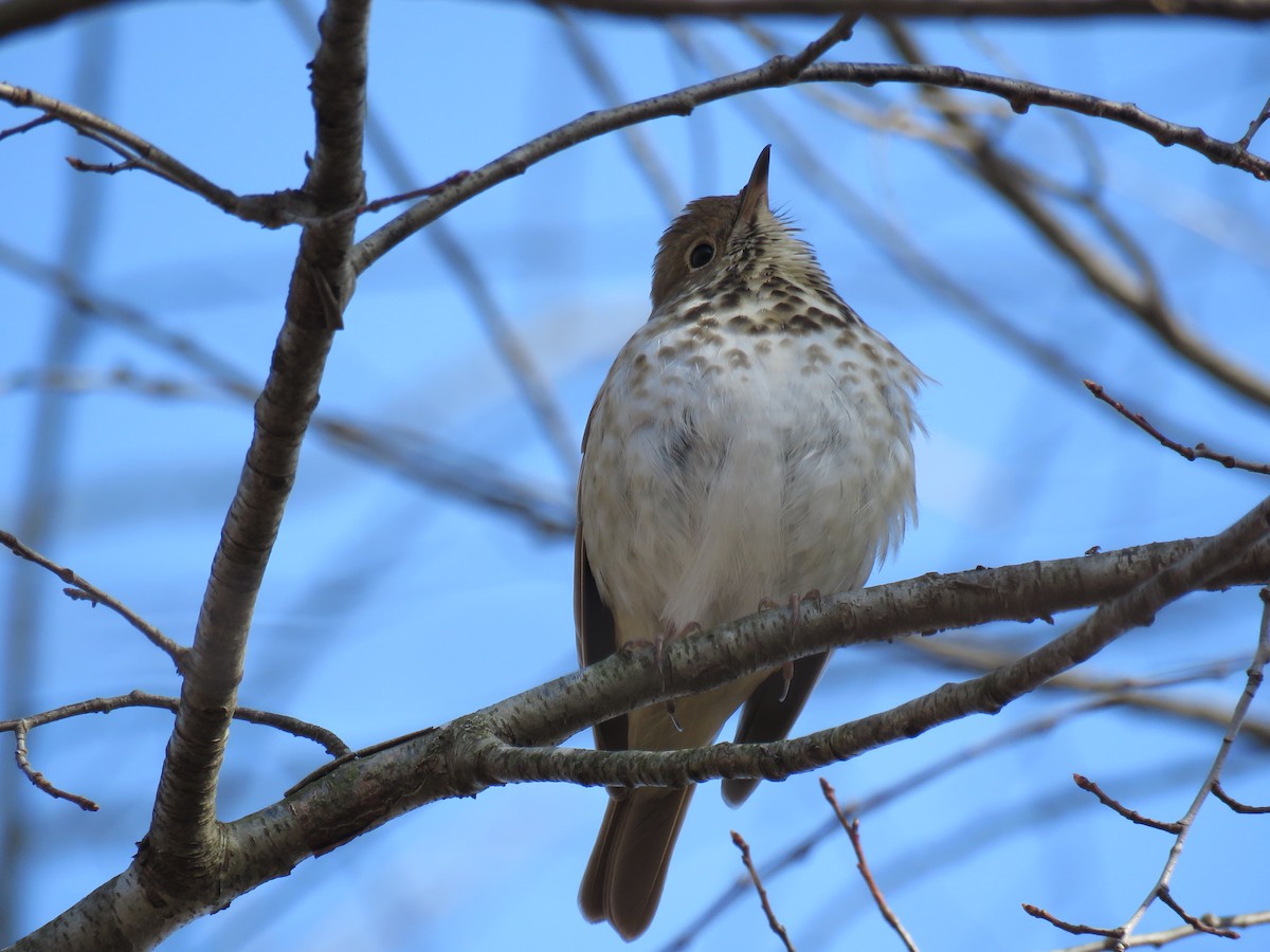 Hermit Thrush - Nick Spigler