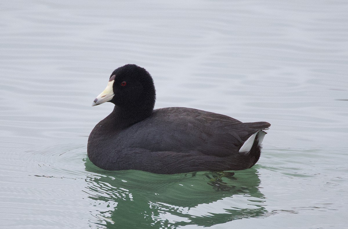 American Coot - ML615592195