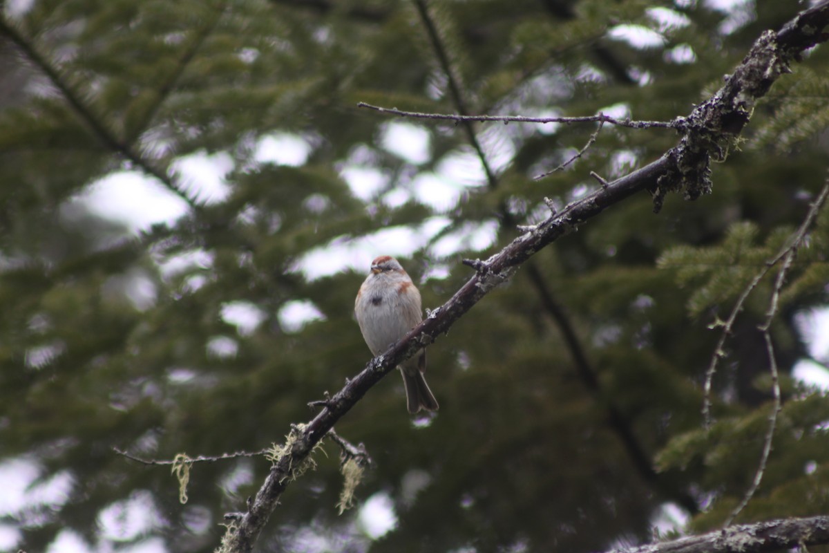 American Tree Sparrow - ML615592201