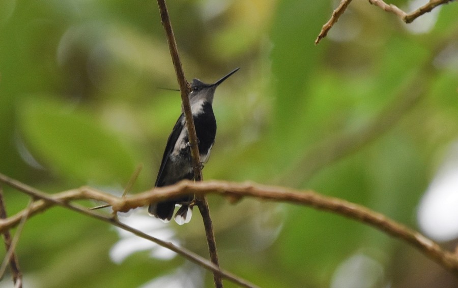 Purple-crowned Plovercrest - Sergio  Saldaña