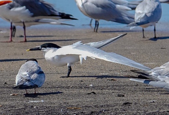 rybák severní - ML615592244