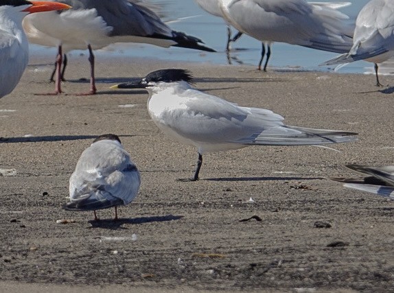 Sandwich Tern - ML615592245