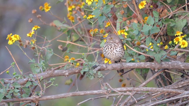 Gray Thrasher - ML615592251