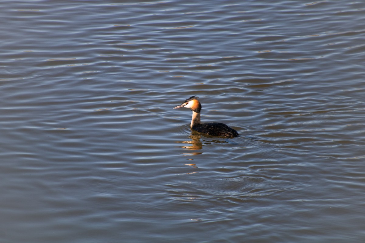 Great Crested Grebe - Mercedes Sánchez Cantos