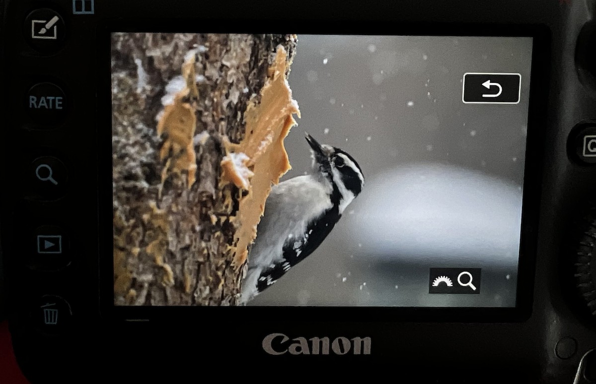 Downy Woodpecker - Hanna Walczykowski