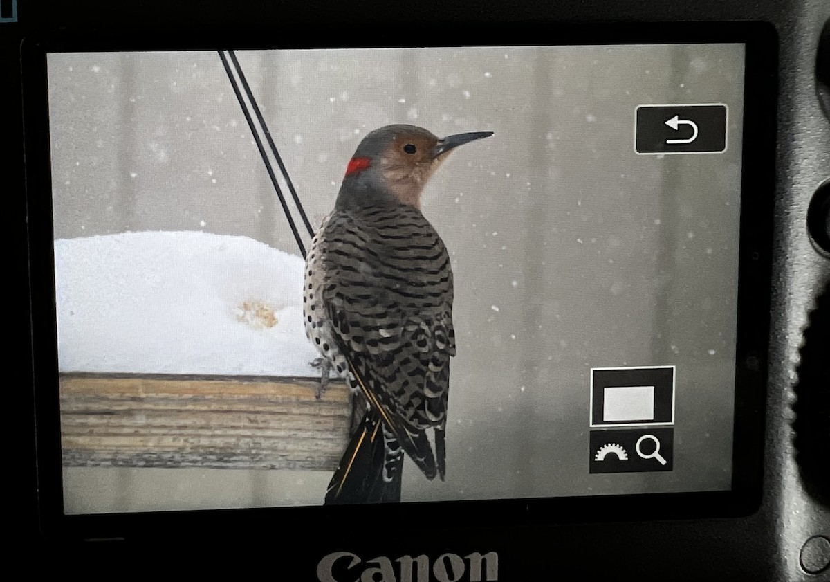 Northern Flicker - ML615592290