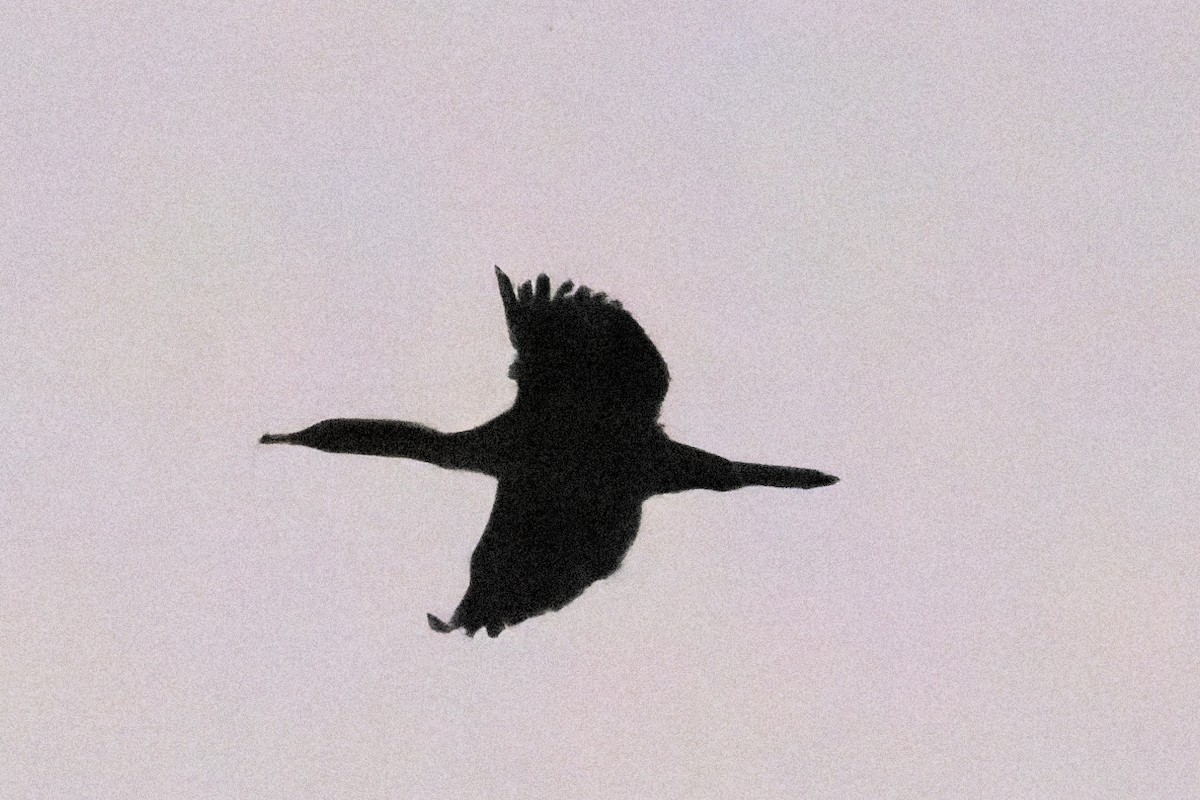 Great Cormorant - Alistair Walsh