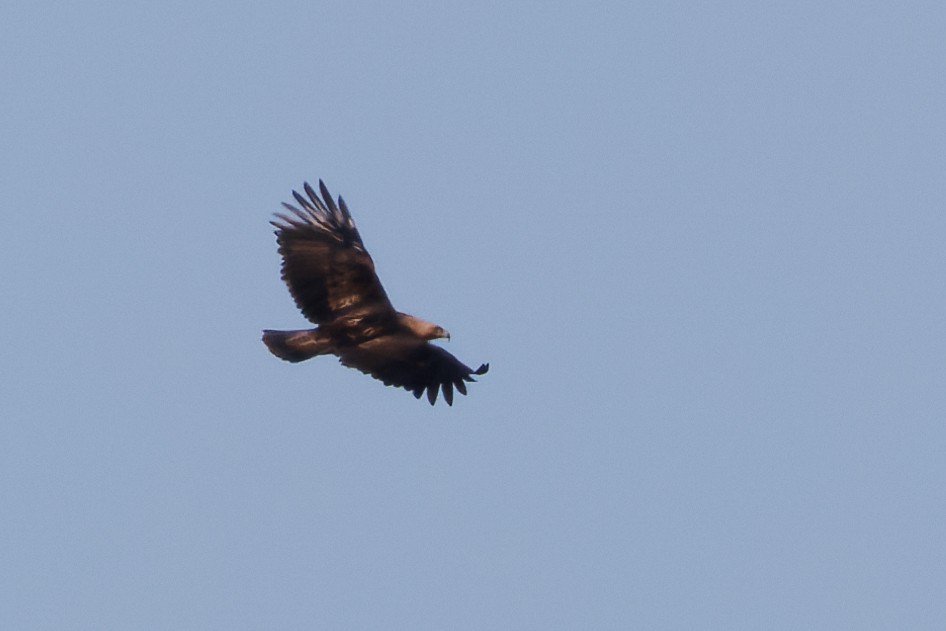 Águila Imperial Oriental - ML615592310